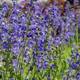 Meadow Clary Sage